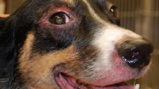 Zapalenie skóry przestrzeni międzypalcowych i/lub opuszek KOŃCZYN (pododermatitis) u psów
